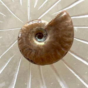 Polished Ammonite Fossil